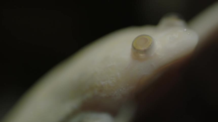 Various Macro Creatures