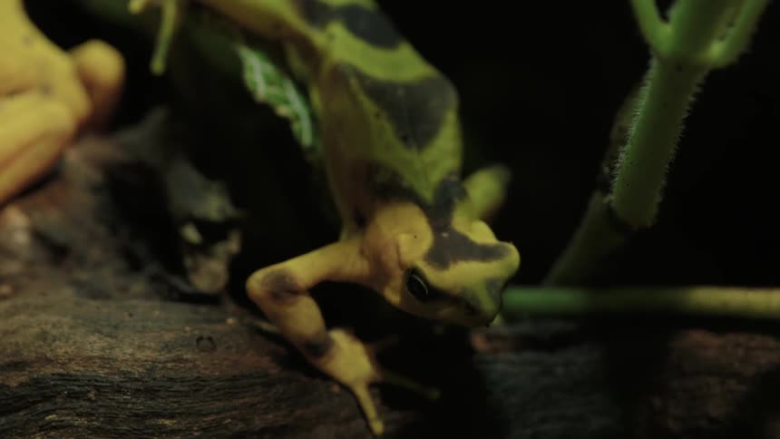 A frog is climbing down