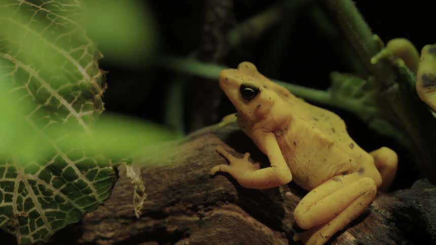 A yellow frog on a tree stump