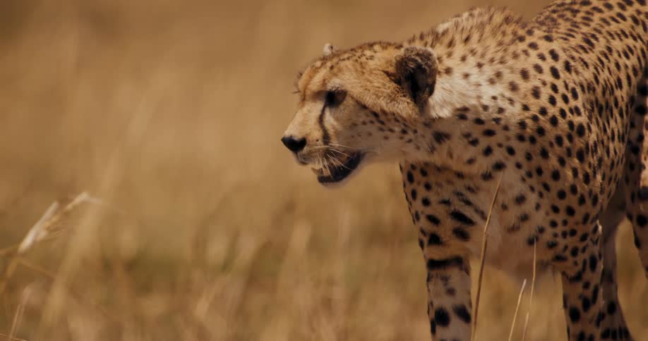 A cheetah is walking around
