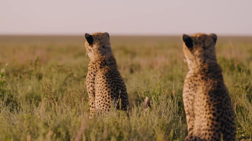Two young cheetahs sit in the grass