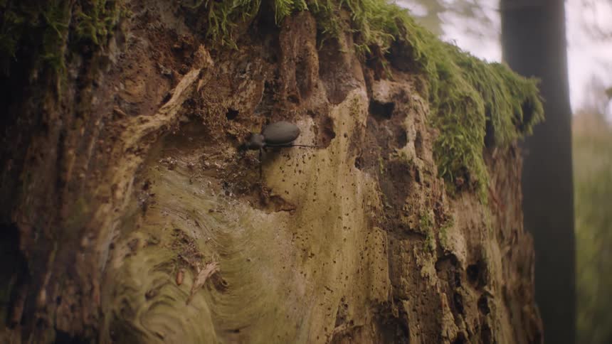 Close-up of Insect Climbing on Log and Dropping