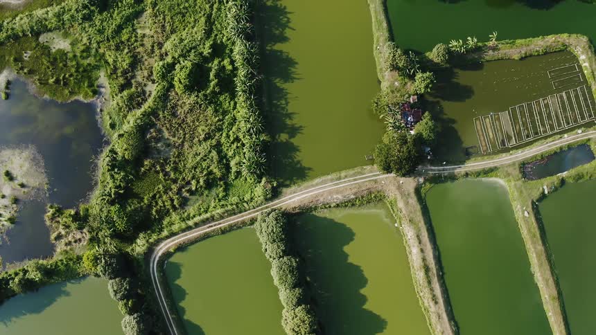 A straight down aerial view of green pond waters a road traveling through and lush green trees throughout