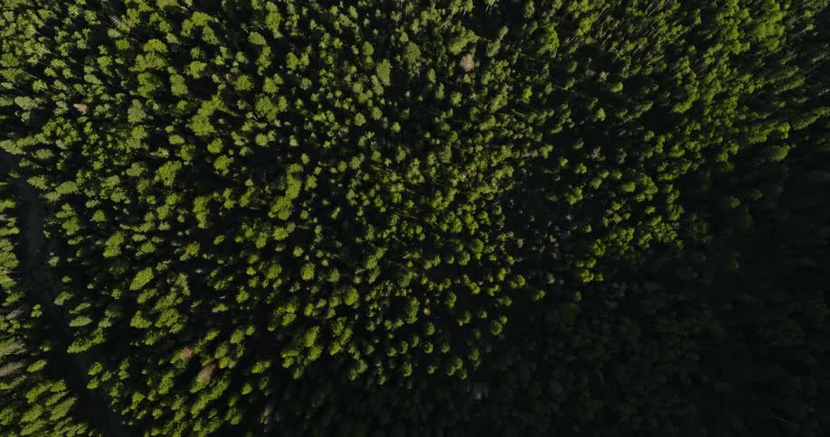 Massive green forest during the day