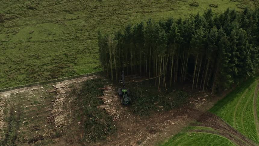 Loggingmachine takes tall thin trees in woods between fields down