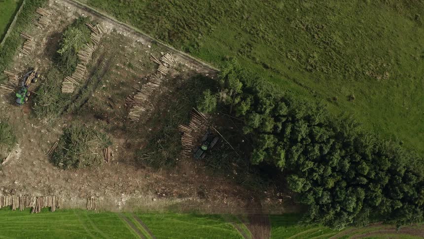 Half of the trees have been cut into lumber on the farm