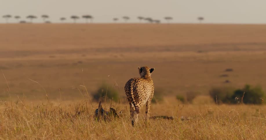 A cheetah animal is walking through the jungle