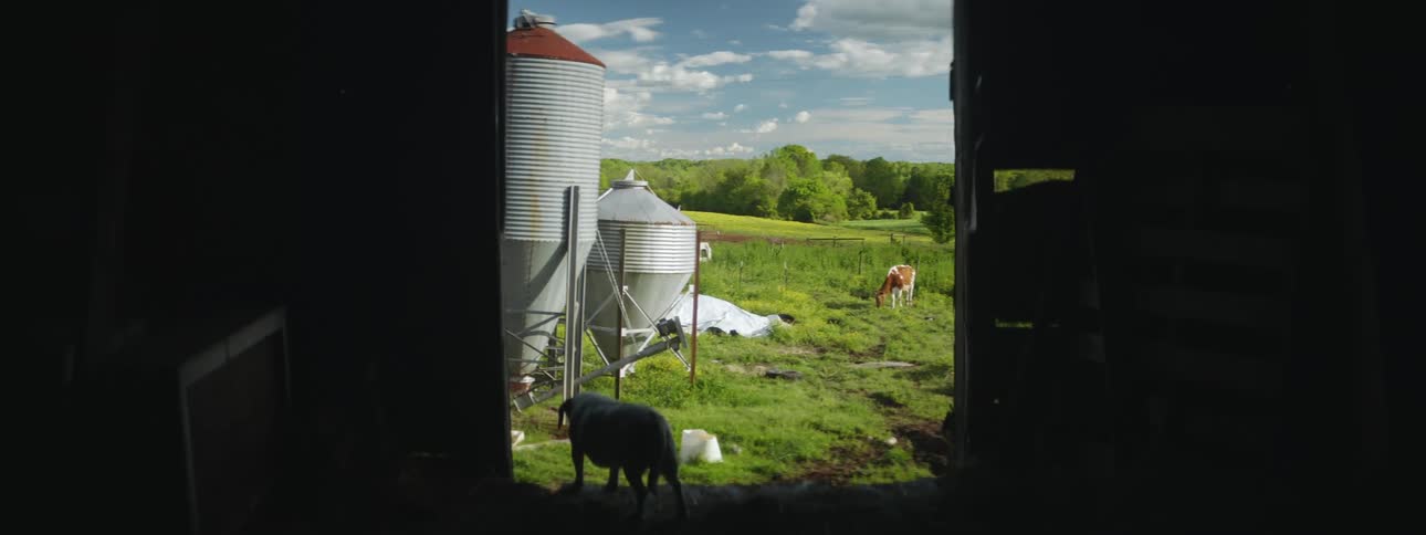 Dog stands nearshed opening as bovine grazes near silos