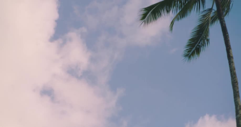 A palm tree stands high in a cloud filled sky as it moves in the breeze
