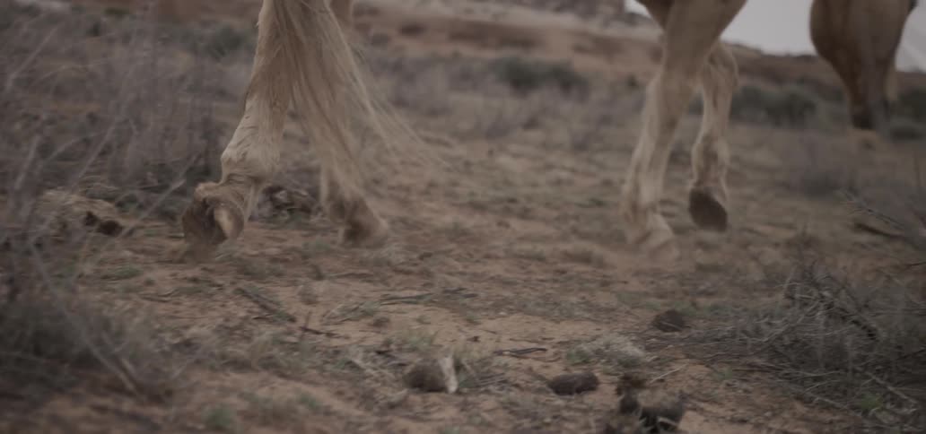 A horse sniffs at something on the ground