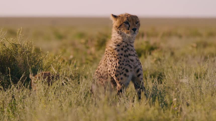 Lonely young cheetah in the field sitting quietly