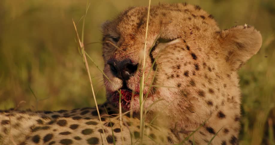 Cheetah lying on grass licks its bloody snout