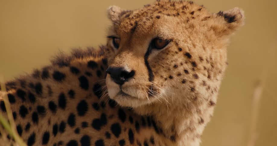 Cheetah looking around on a windy day