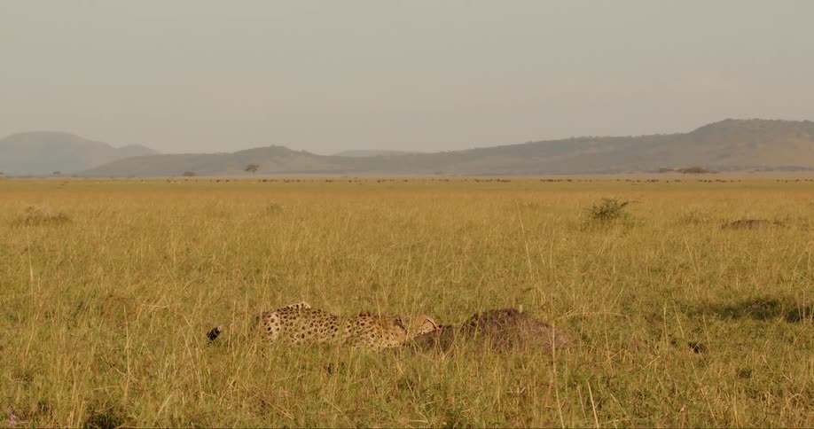 Cheetah eating another animal on the ground on a wide open african landscape