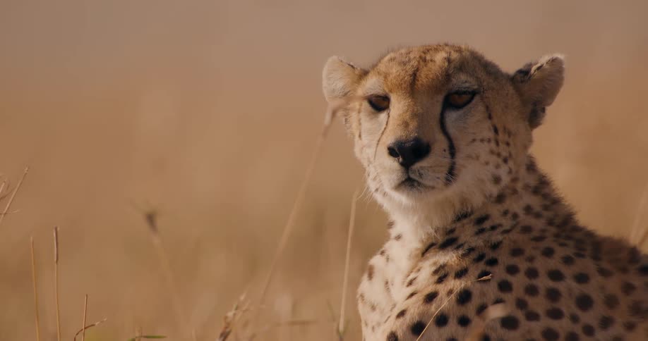 Cheetah resting on the yellow grass in the savannah turns its head around to look at the camera