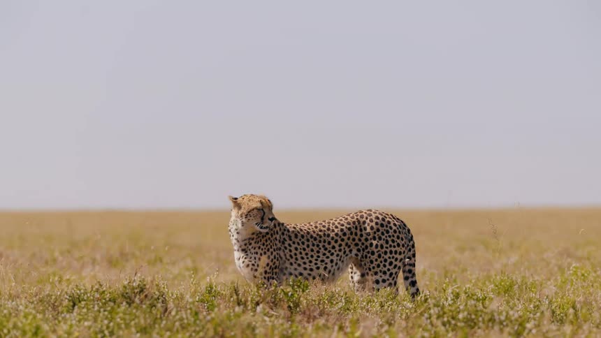 A cheetah is crawling in the grass during sunset