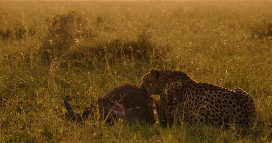 A cheetah leans over its kill looks around aggressively and then eats again