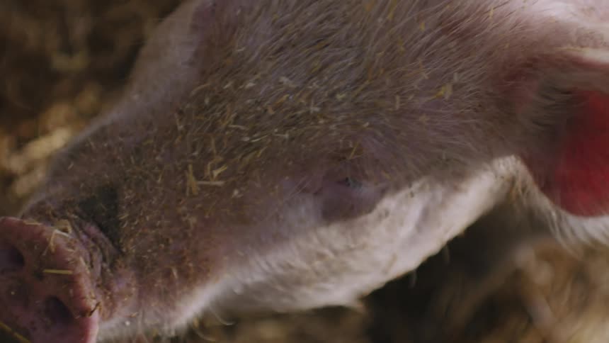 Close-Up of Farm Pig: Adorable Details of a Rural Resident