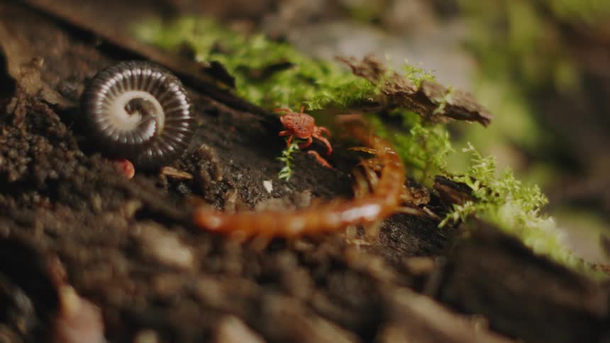 Centipede Crawling on Wood in the Forest
