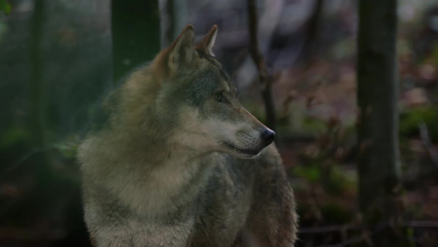 Close up view of a wolf in a forest is displayed