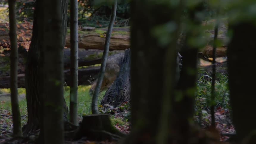 Graceful Wolf Roaming Through Forest