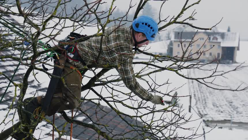 Arborist climbed on top of a tree wearing security gear trims the tip of the branches at winter