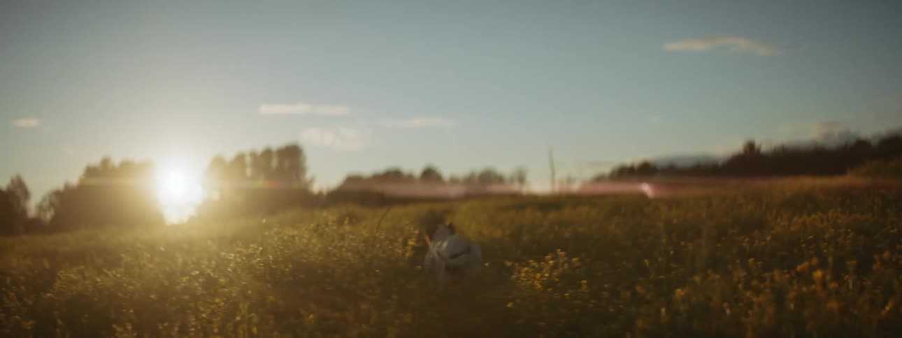 Dogs happily frolicking through a field in the countryside