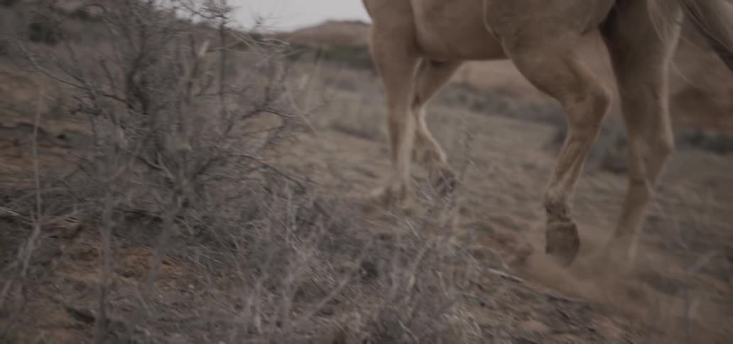 A horse gallops in  the dirt