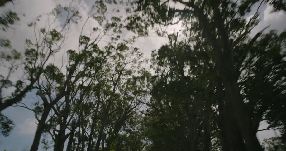 Sunlight peaks through tall trees in the woods