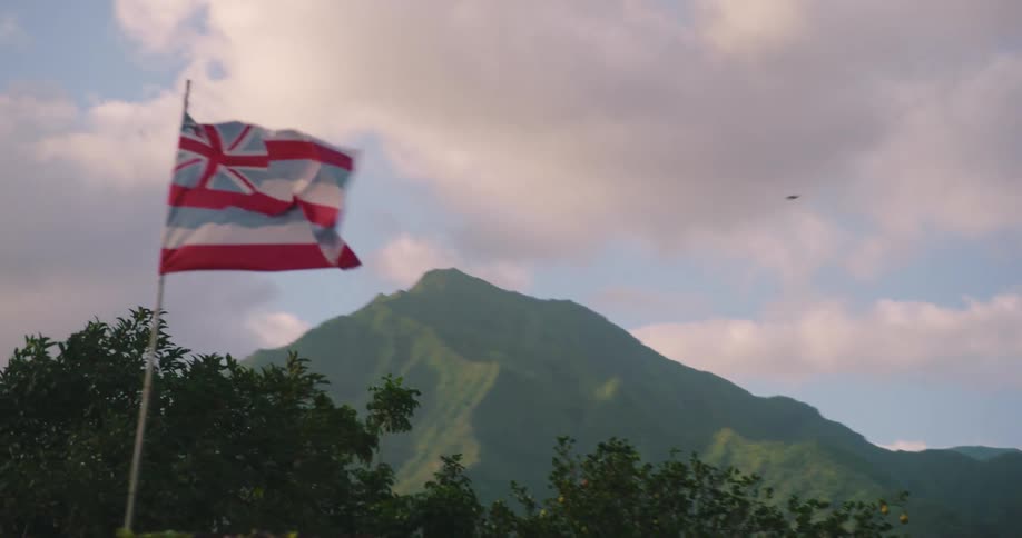 The serene beauty of a lush forest with tall green trees and a flag stretching as far as the eye can see