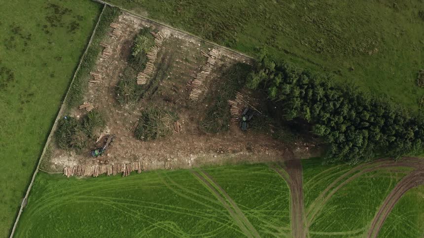 A tree farm has lumber laying on the ground