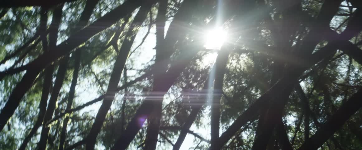 Sun flares as it shines through branches of conifer