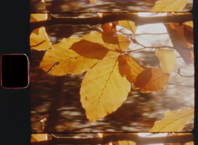 Dynamic Super 8 film footage close up of a yellow beech tree leaf as sun shines through the trees making the autumn foliage glow with vibrant yellow and orange colors