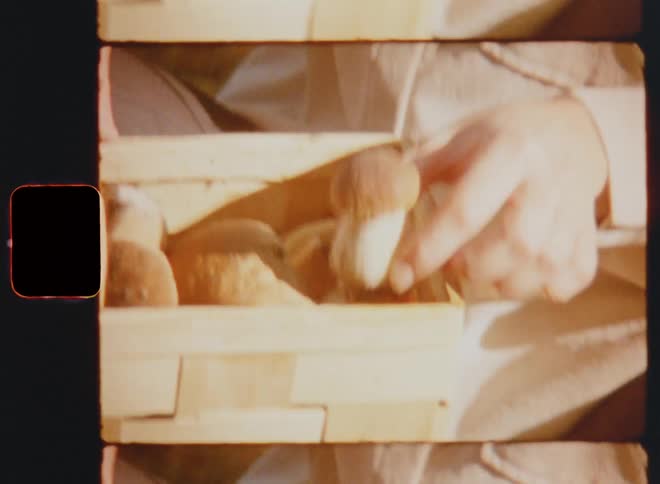 The hand of a male or female person grabs and picks up a porcino boletus or cep mushroom from a mossy patch on the forest ground and places the organic and wild food delicacy with other eatable mushrooms in wooden basket