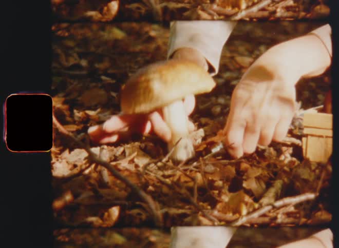A white females hands reaches out and holds the stem of a mushroom as they cut it with a small knife and place it into a basket with other mushrooms standing on the forest ground covered in fall or autumn foliage in warm sunshine