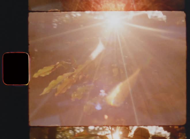 Bright sunlight shines down onto trees in the woods on a foggy morning in the forest as a branch of a bush is covered in autumn foliage and the bright sunshine causes lens flare and flickering light