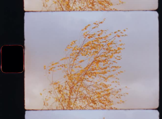 Windy weather and strong and powerful wind of an autumn storm or tempest is blowing and moving the tree branches of a birch tree top covered in orange fall leaves and glowing yellow due to the warm sunshine light during golden hour