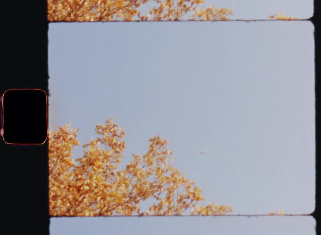 Orange autumn leaves are flying off of an oak tree and fluttering through the crisp air on a beautiful fall day with bright sunshine and blue skies on Super-8 film footage