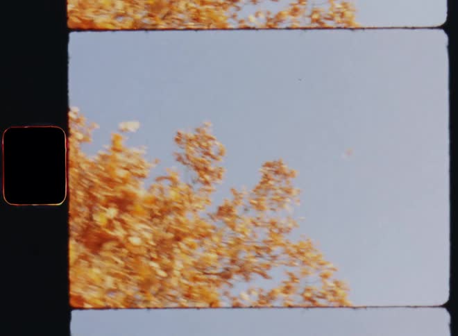 A single falling leaf flutters from fall foliage topped oak tree flying through the cold air of a sunny autumn morning in front of bright blue sky on S8 film