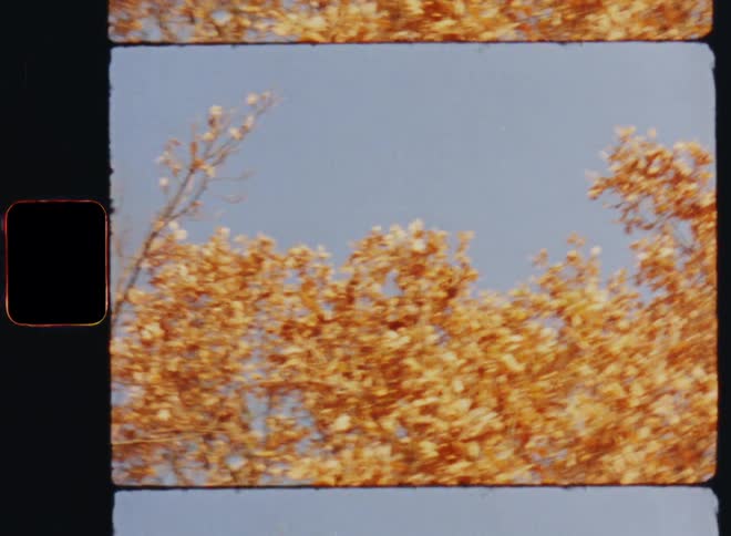 Many orange leafs on an oak tree are falling off of the treetop branches under a clear sky in autumn or fall season on retro or vintage Super 8mm film