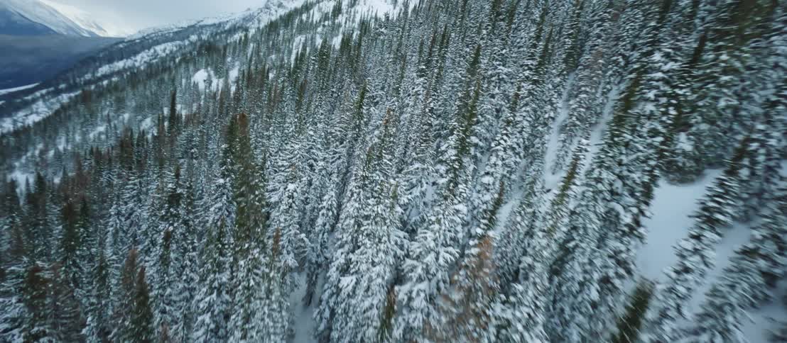 An aerial of a snow covered mountain with a dense pine tree forest along the mountainside