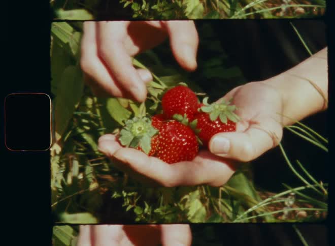 Woman picks fresh home-grown organic strawberries in the garden with her fingers and places them in the other hand enjoying gardening and harvesting her own fruits back in the days on old Super-8 film footage