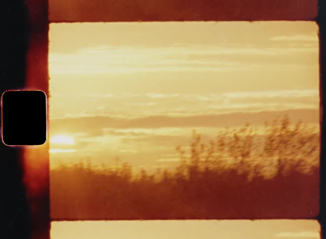 Dynamic hand-held S8 film footage of an orange sun lit sky with a silhouette of a vegetative area with trees and bushes as the bright sun shines behind the clouds with vibrant lens flare