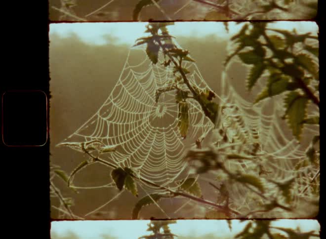 Spiderwebs covered in morning dew between the branches of a plant with green leaves as the sun rises in the background during a foggy morning with mist on vintage super 8 film footage