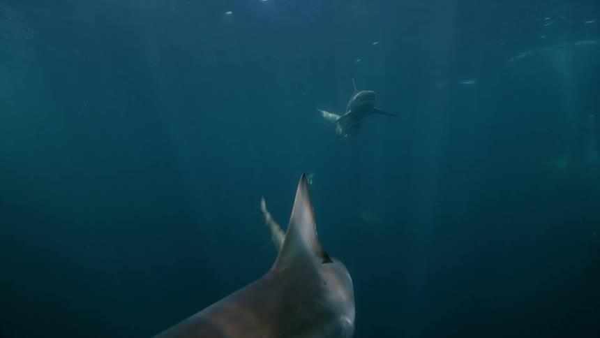 Sharks and fish swimming in the ocean