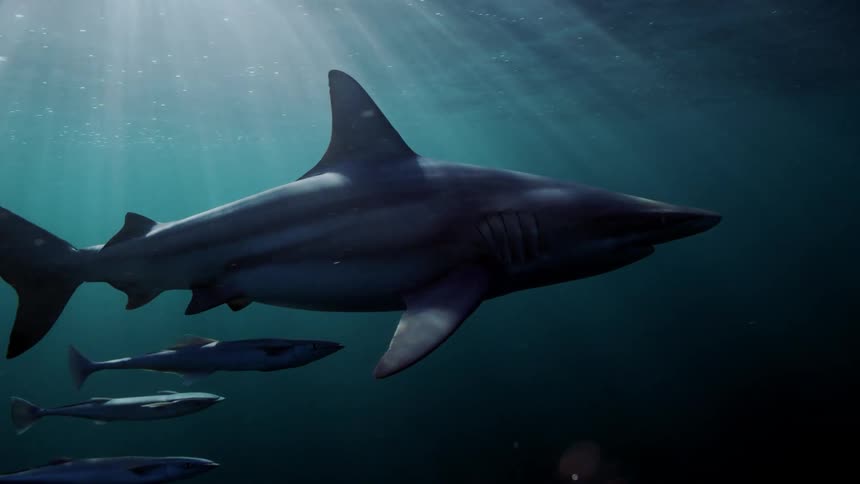 A shark swims through the ocean followed by smaller fish