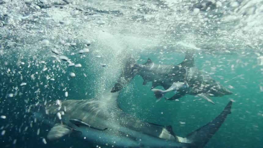 Sharks swimming beneath the surface of the ocean