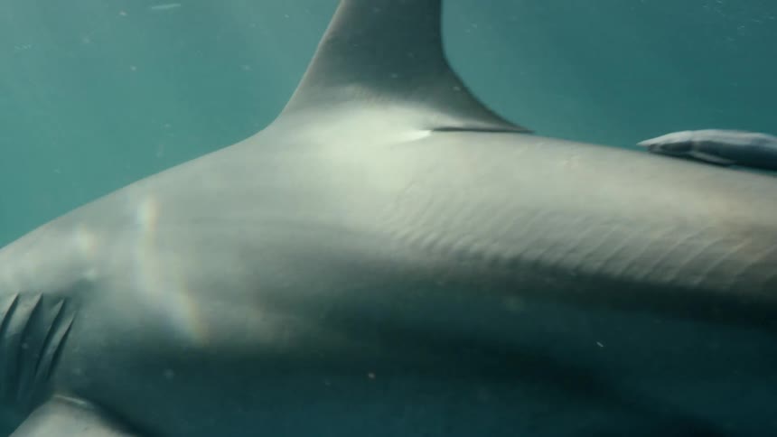 Requiem swimming in the ocean