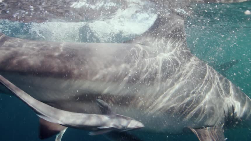 The shark eats fish underwater