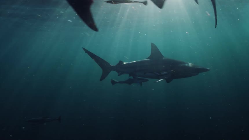 Whales and sharks are swimming in the ocean sea